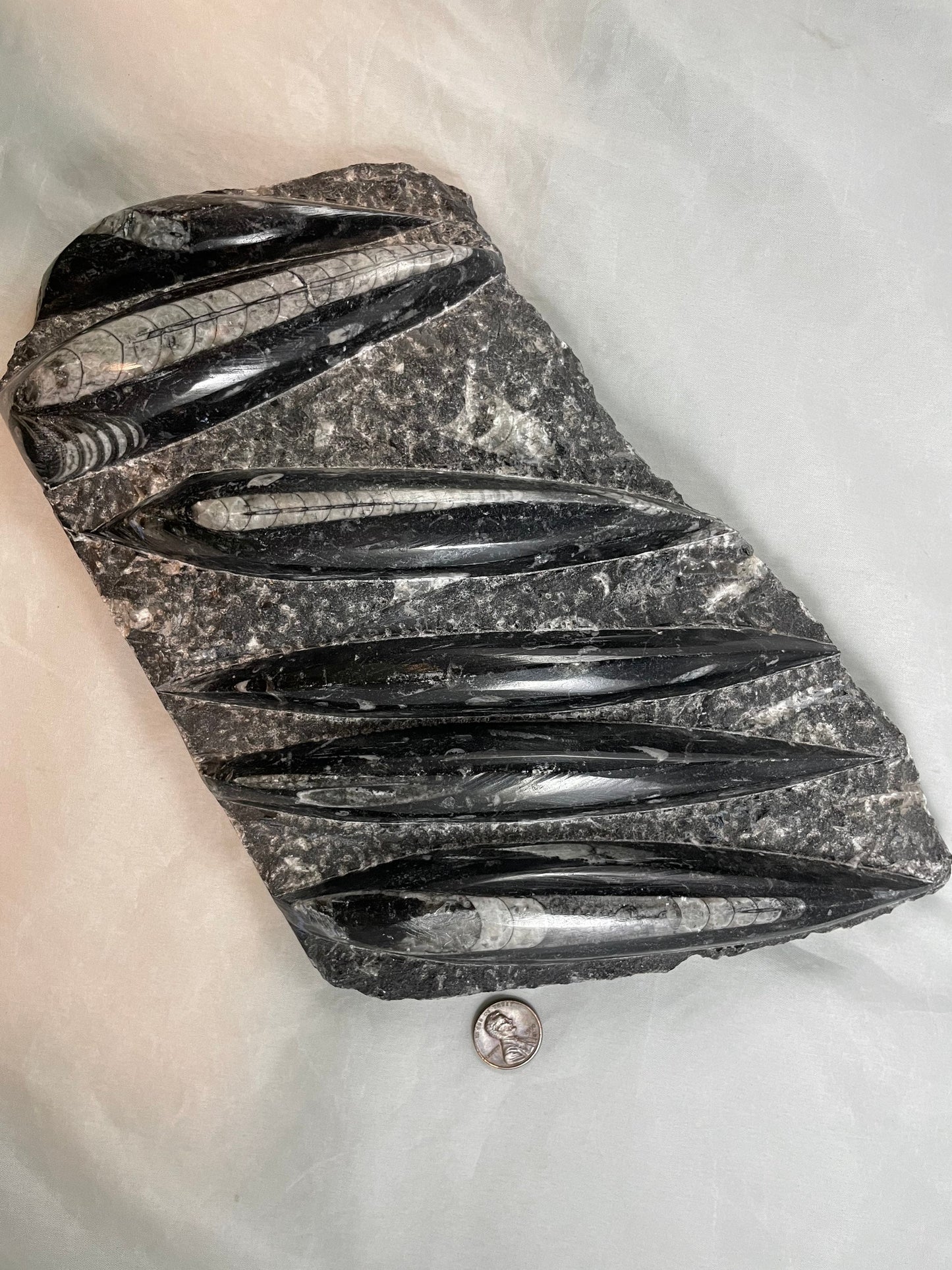 Large Orthocerus Fossil Specimen