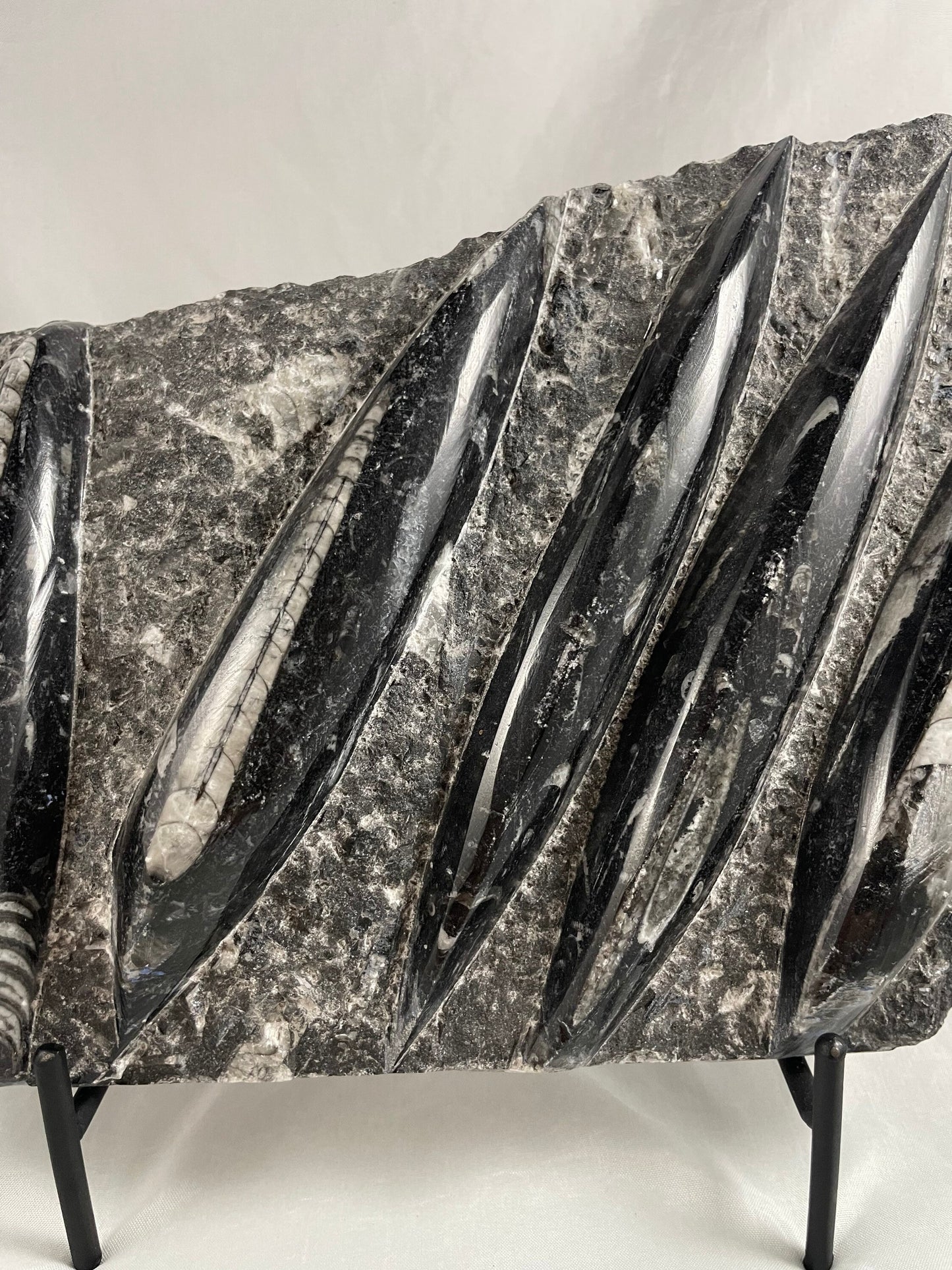 Large Orthocerus Fossil Specimen