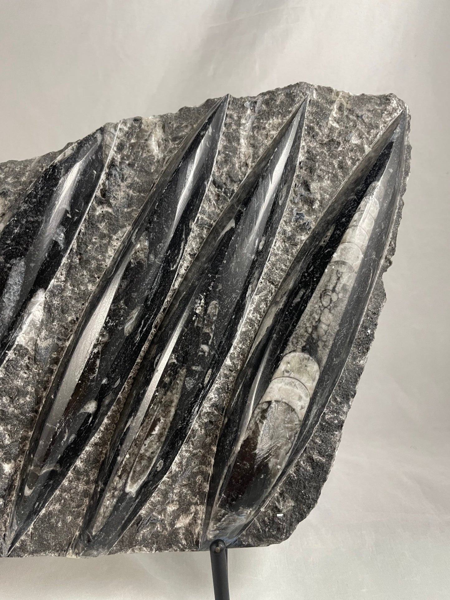 Large Orthocerus Fossil Specimen