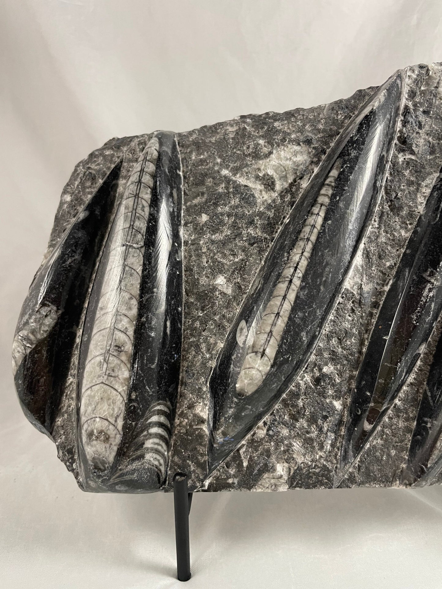 Large Orthocerus Fossil Specimen