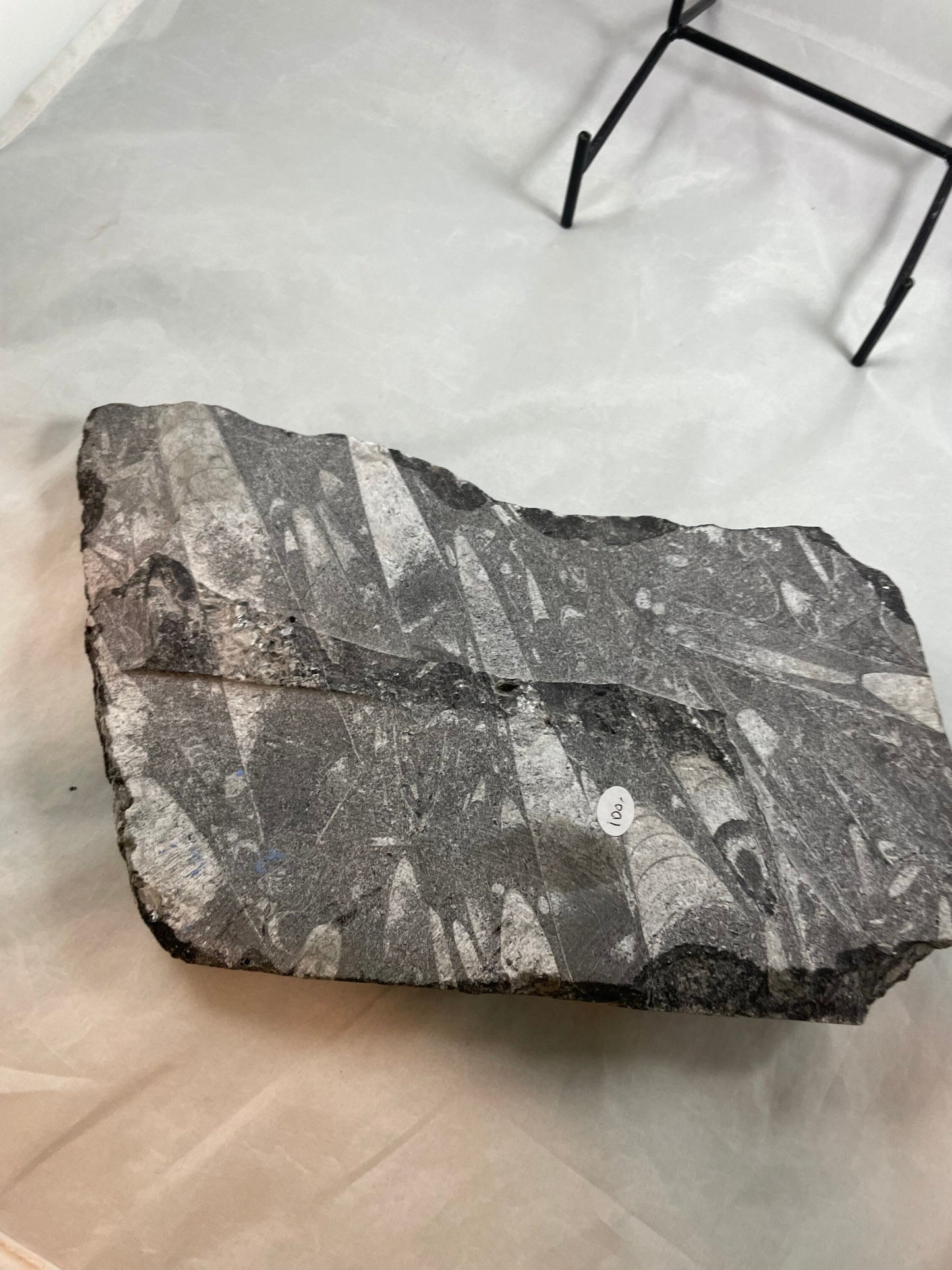 Large Orthocerus Fossil Specimen