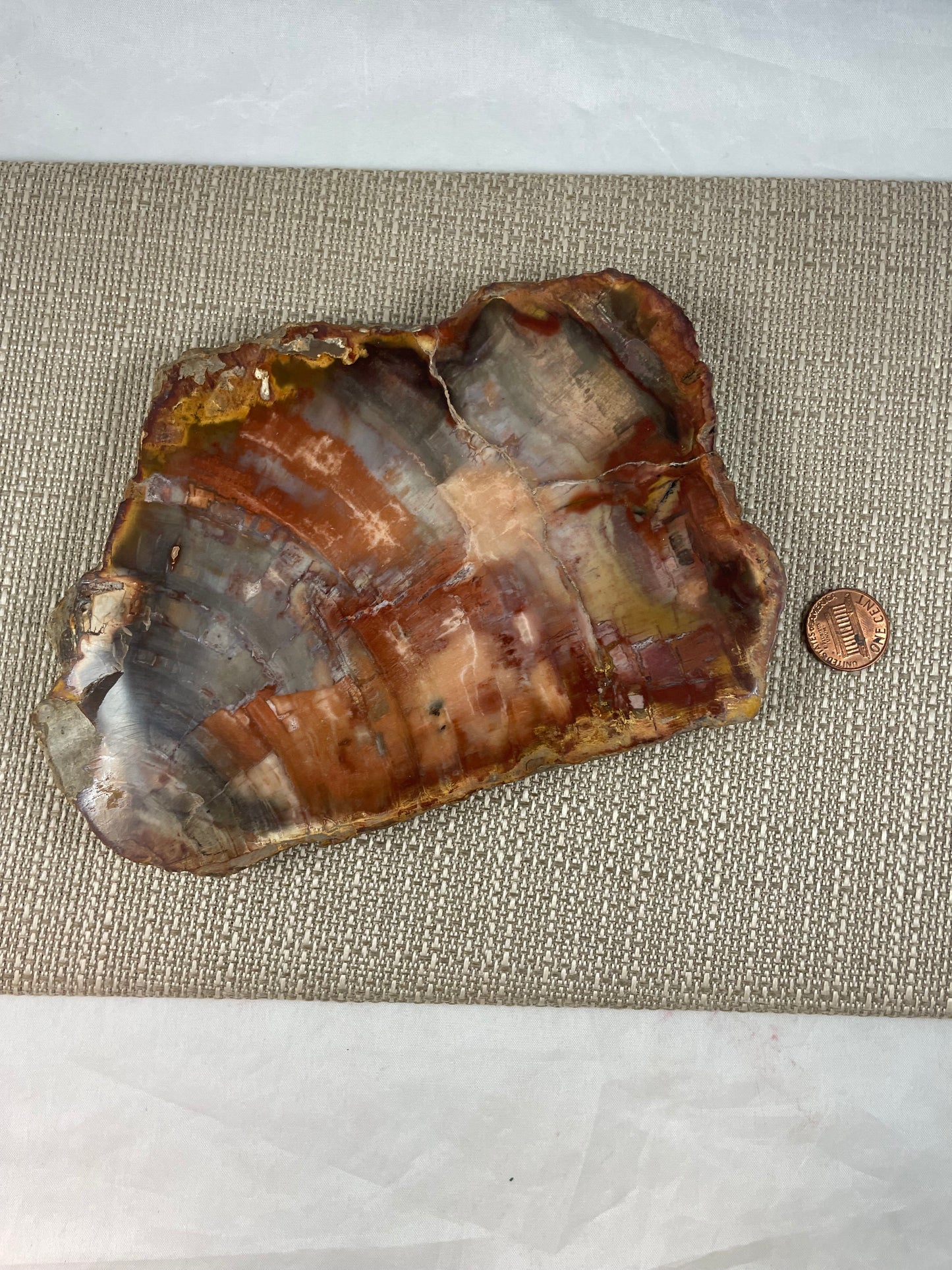 Petrified Wood