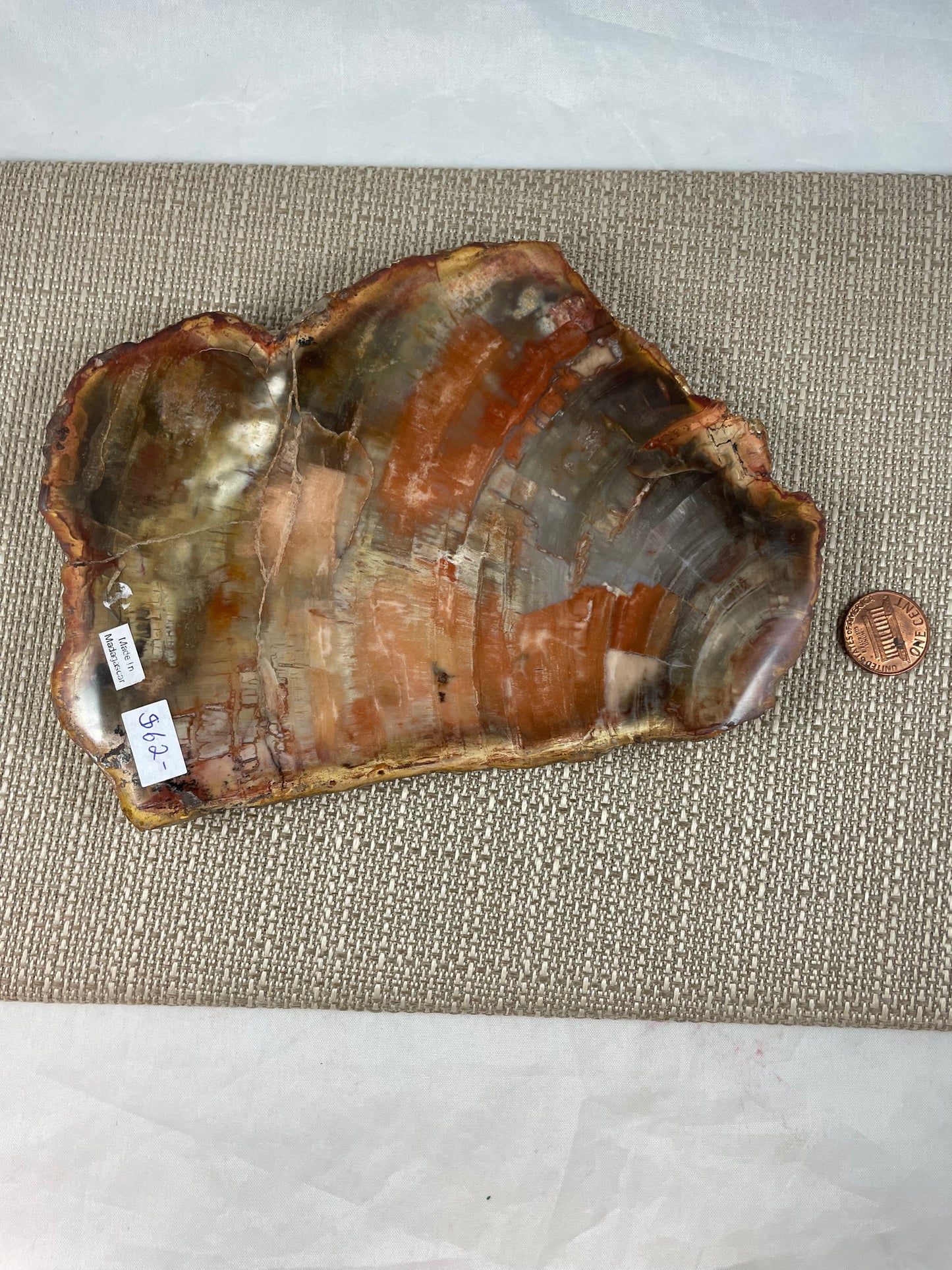 Petrified Wood