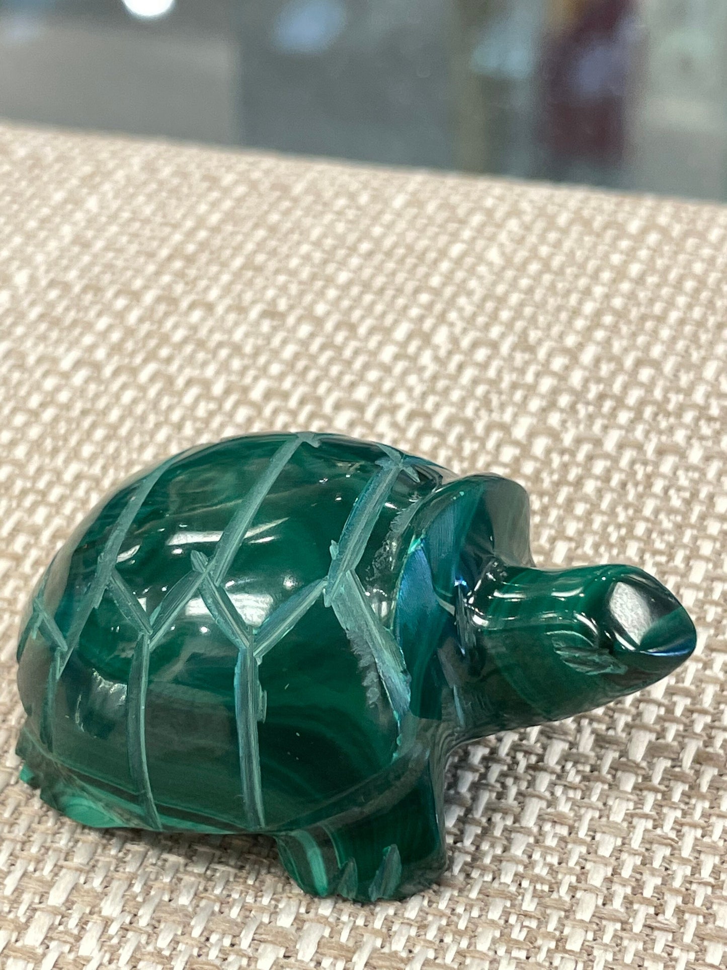 Malachite Turtle