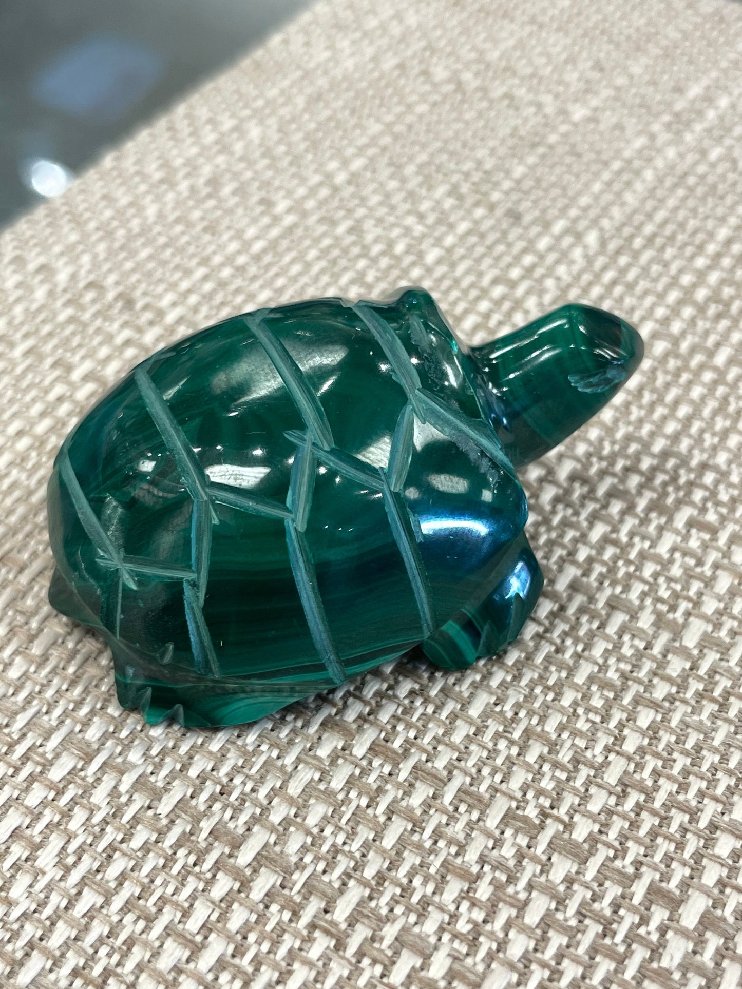 Malachite Turtle