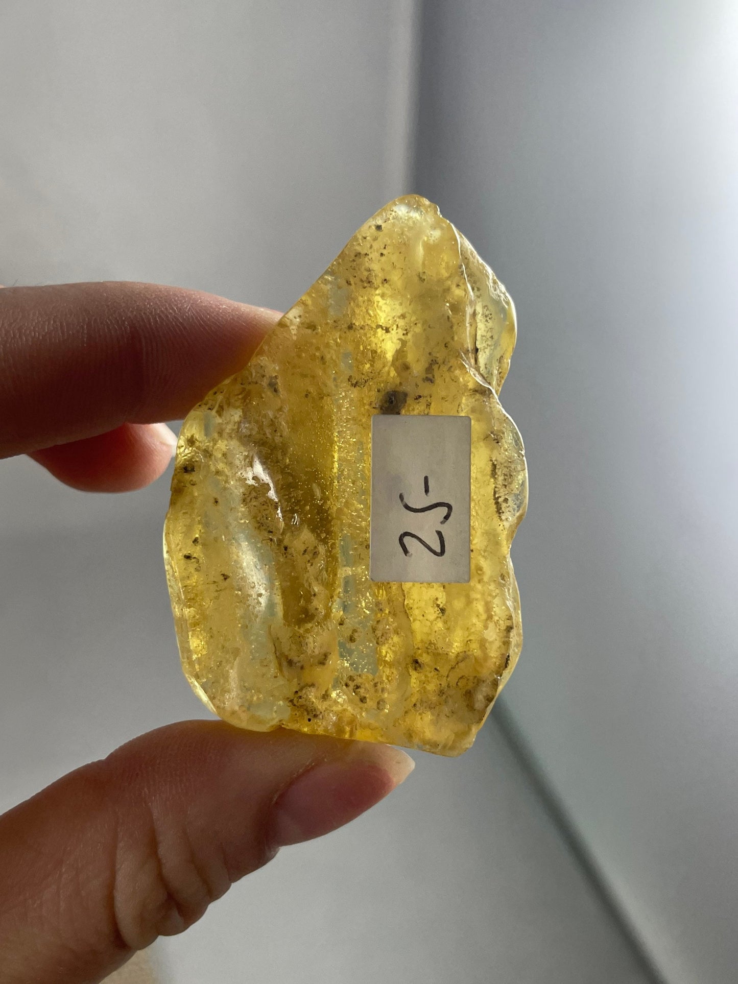 Amber/Copal Specimen